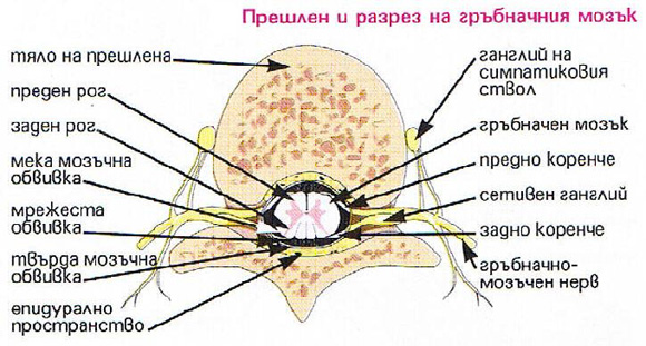 Гръбначен мозък