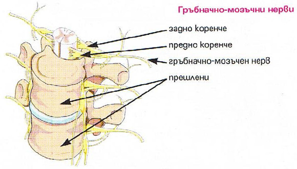 Гръбначен мозък и прешлени