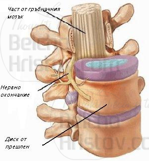 Гръбначен стълб