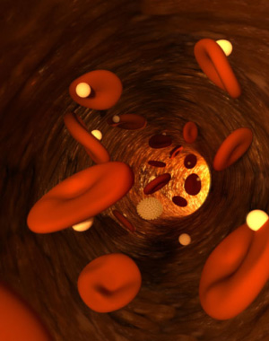 Кръвообрбращение belchohristovcom_1001