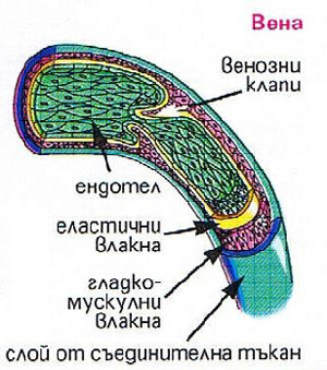 Строеж на вена belchohristovcom_1003