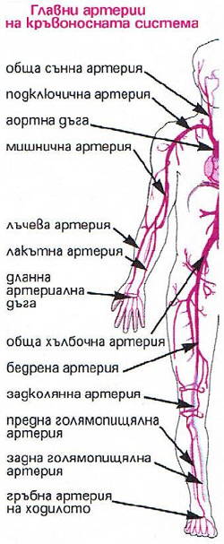 Кръвообращение Кръвообращение