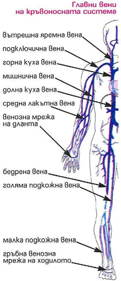 Кръвообращение belchohristovcom_1005