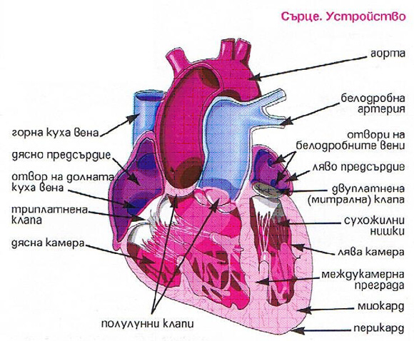 Устройство на сърце belchohristovcom_1006