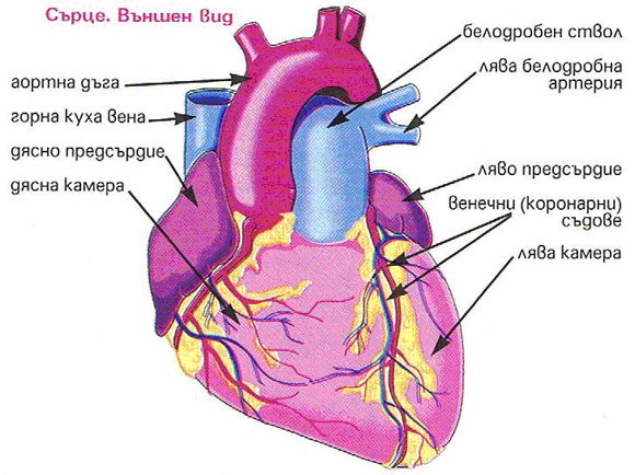 Общ вид на сърцето belchohristovcom_1007