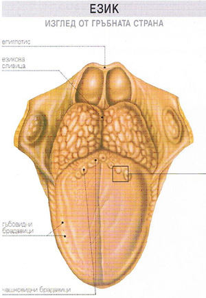 Анатомия и устройство на език