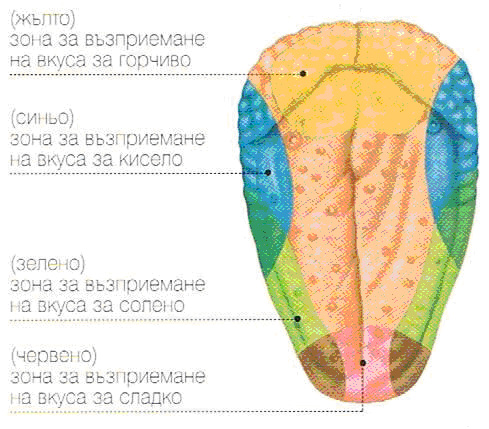 Вкусови зони на езика