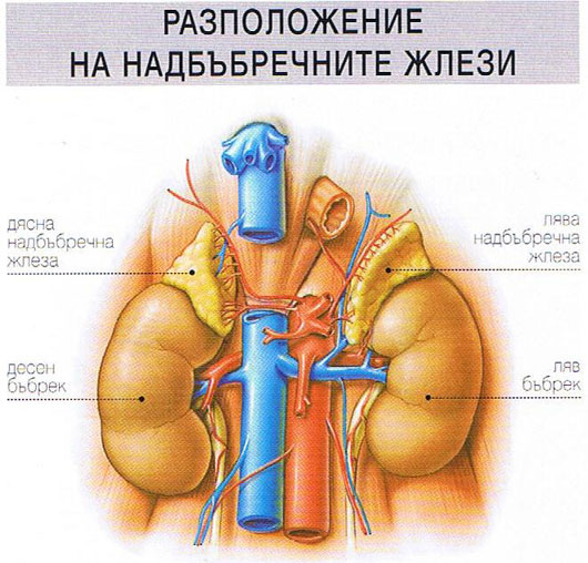 Надбъбречни жлези