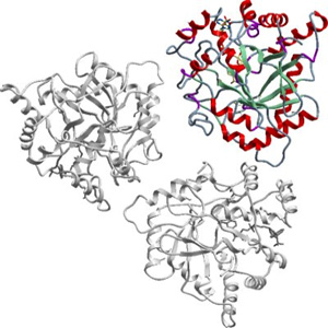 Стероидни хормони