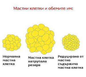 Структура на мастните клетки