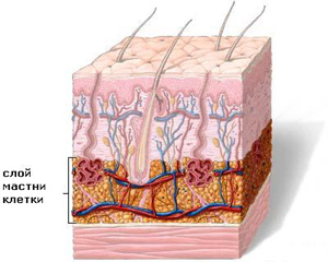 Мастни клетки и отслабване