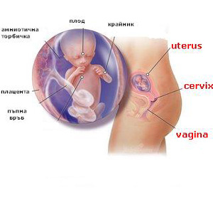 belchohristovcom_689 belchohristovcom_689