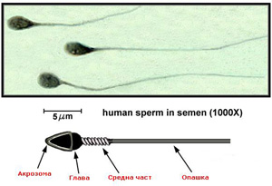 belchohristovcom_545 belchohristovcom_545