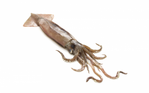 Калмар | Squid – състав, калории, рецепти и приложение в диетите